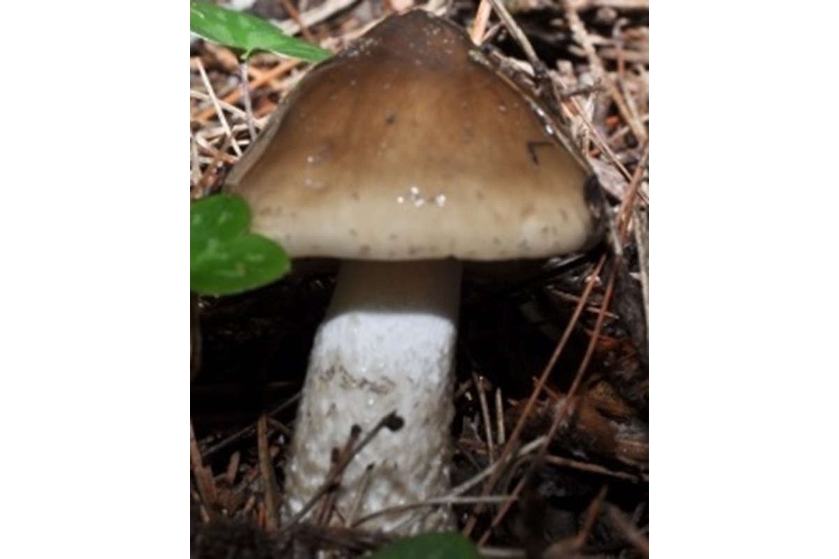 Hygrophorus latitabundus o Fungo Limacino