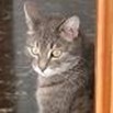 A Genova da Miagolandia, la casa-famiglia per gatti invalidi
